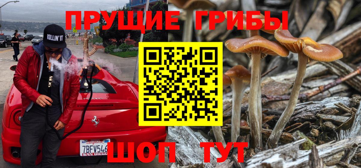 Карачаевск  Псилоцибиновые грибы Magic Shrooms  Вход с VPN  как найти наркотики  Псилоцибиновые грибы GOLDEN TEACHER 